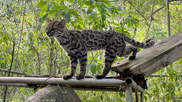 Identifican un nuevo tipo de felino en Bolivia