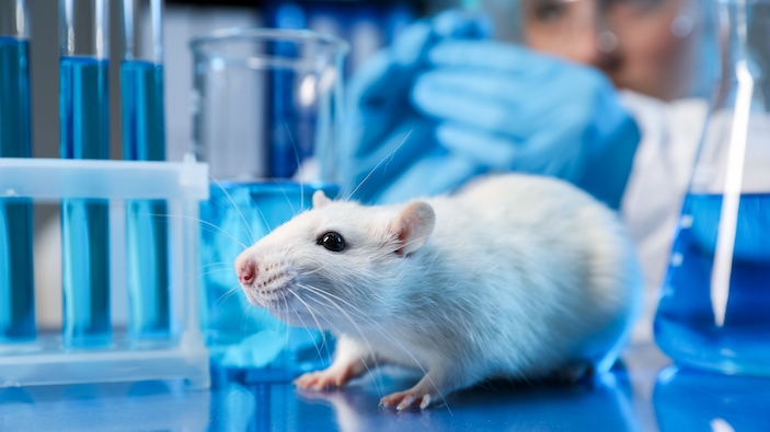 Los corazones trasplantados se adaptan a la edad del receptor 