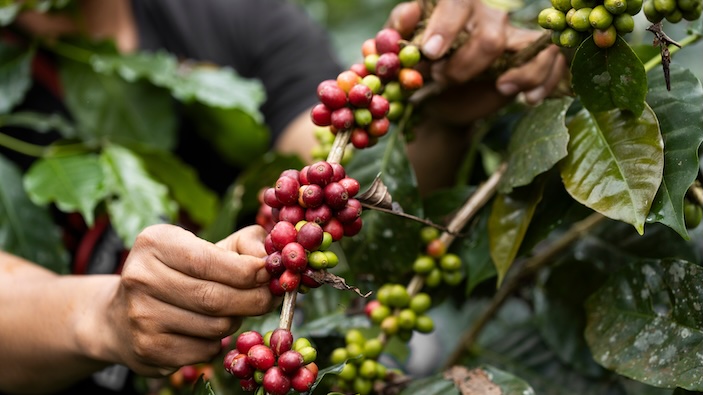 Una famiglia siciliana produce il primo raccolto di caffè italiano