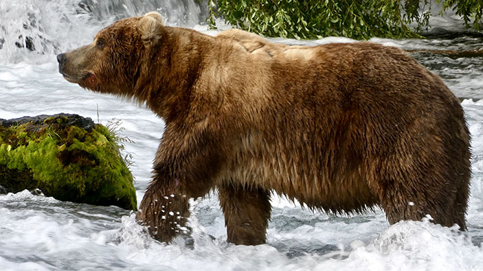 L'orso pacifista Backpack vince la Fat Bear Week 2026
