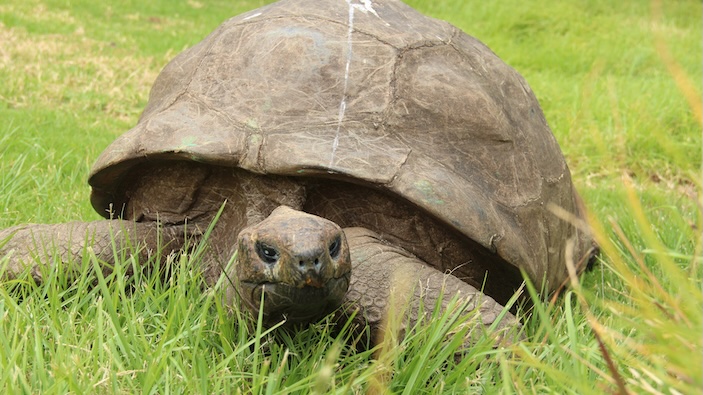 Aux Seychelles, des espèces autrefois menacées prospèrent à nouveau