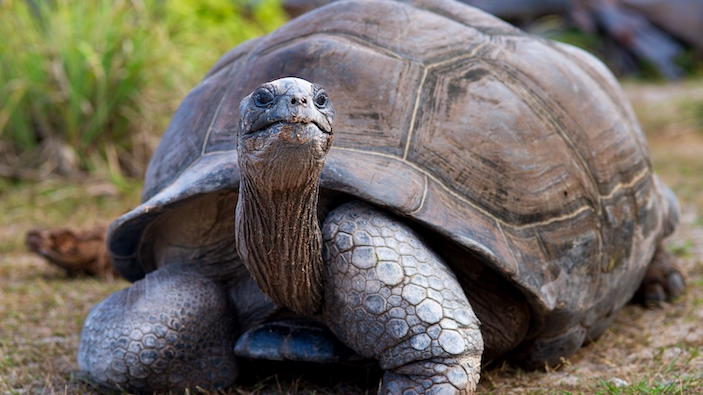 Las claves encontradas en el ADN de la tortuga más longeva